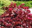 Western Star Bay Area and Sacramento Nursery Celebrates Independence...